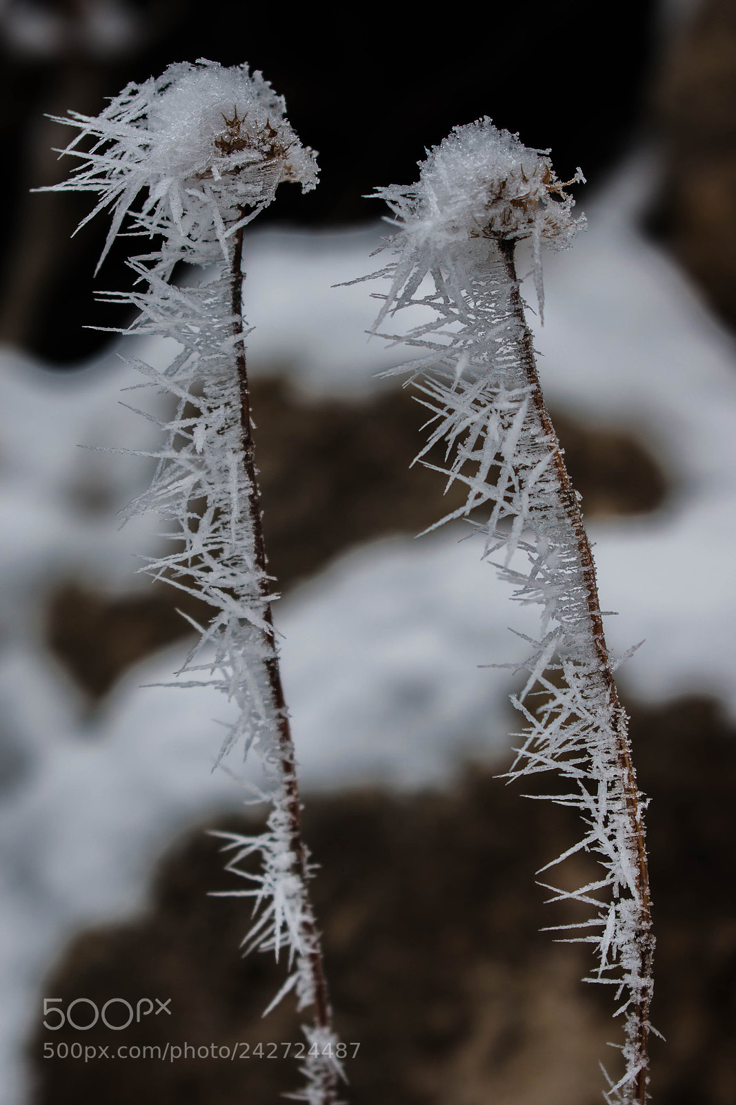 Nikon D5300 sample photo. Frosty branches photography