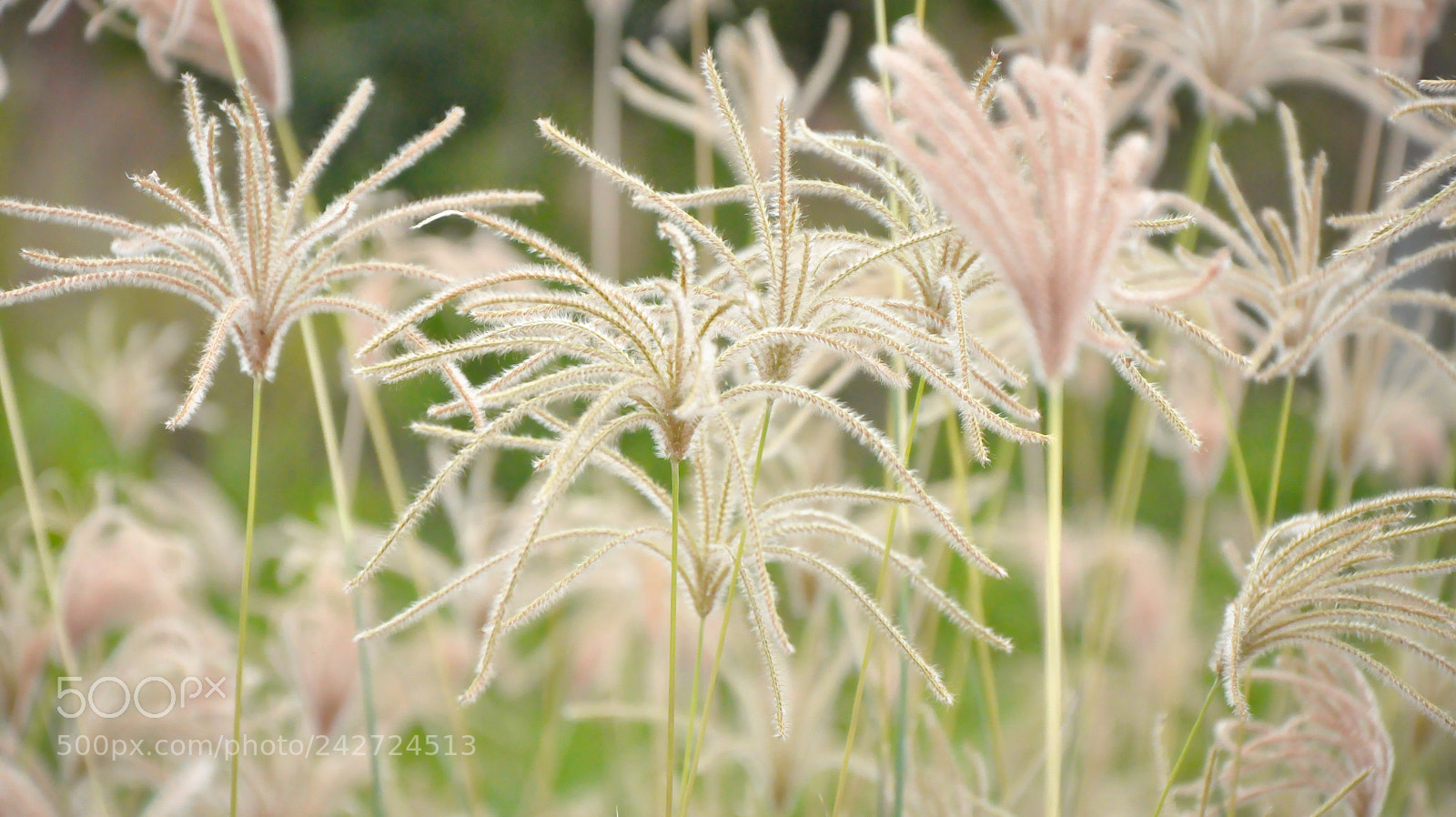 Nikon D90 sample photo. Beautiful nature photography