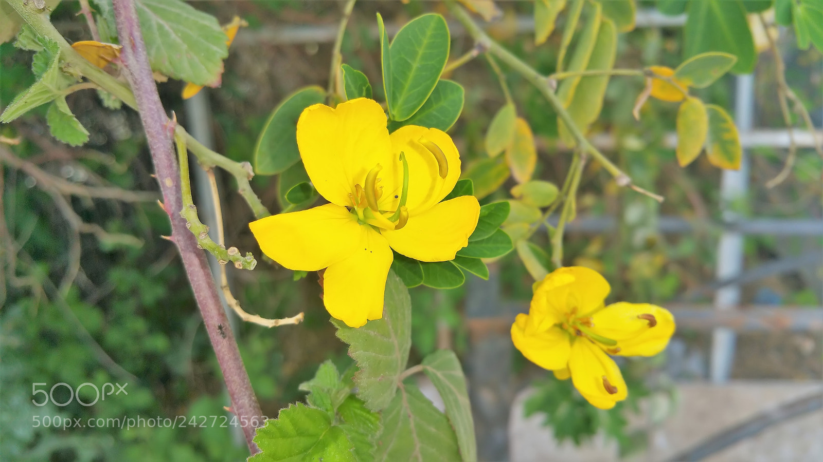 Samsung Galaxy Note Edge sample photo. Sharon park photography
