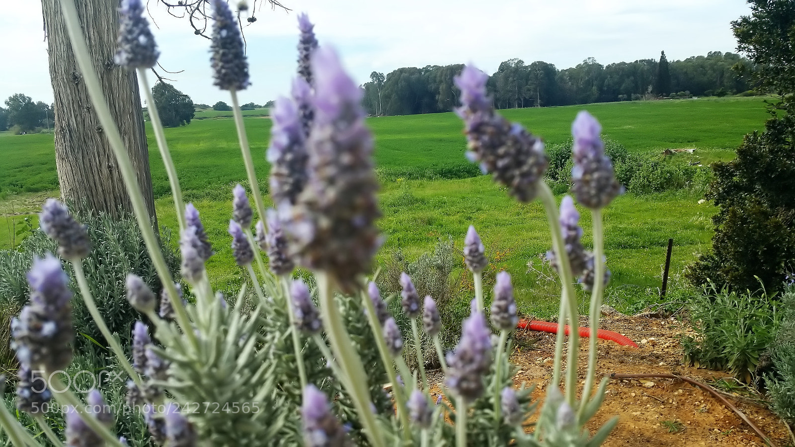 Samsung Galaxy Note Edge sample photo. Sharon park photography