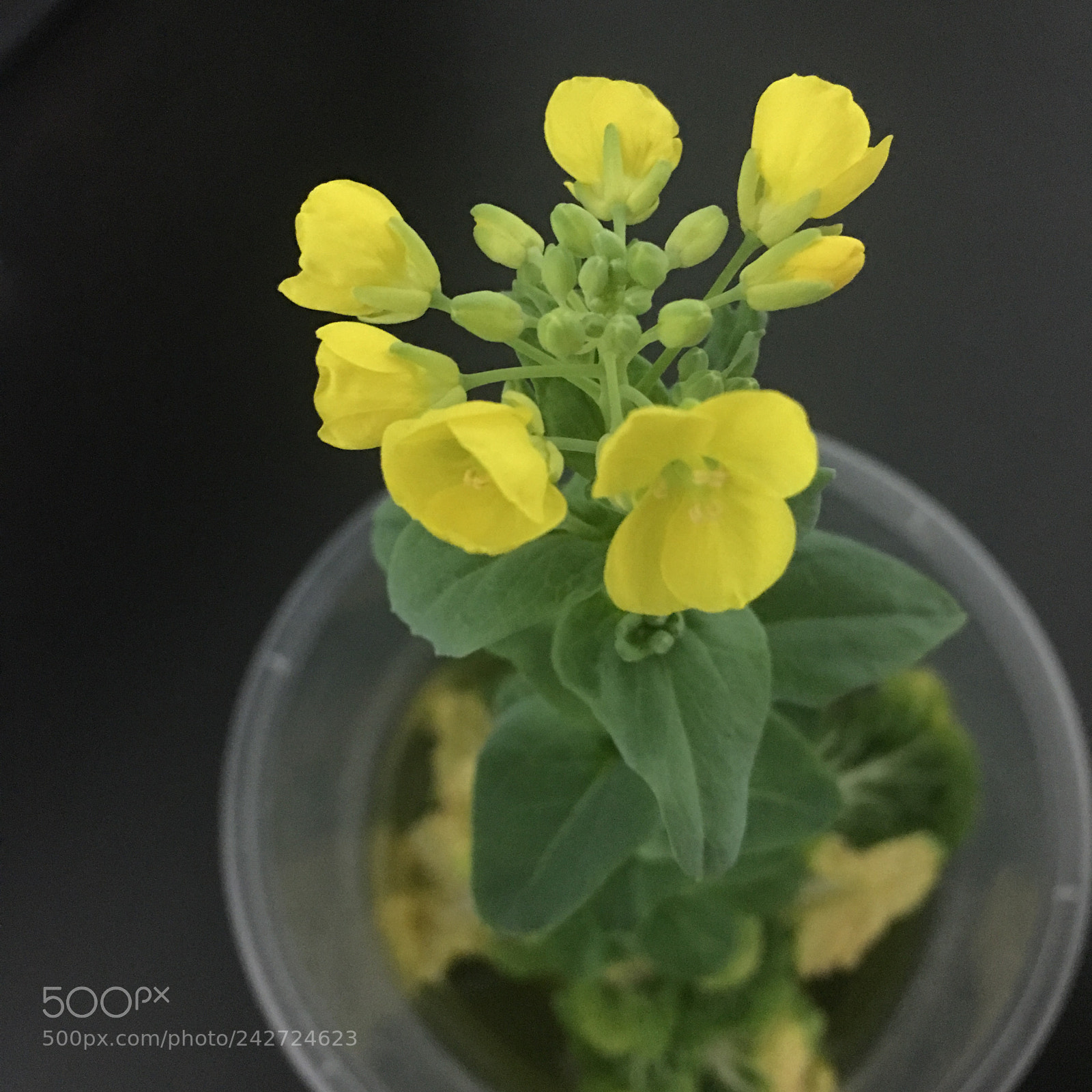 Apple iPhone 6s Plus sample photo. Flower photography
