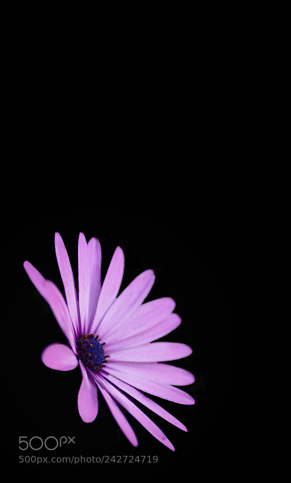 Canon EOS 60D sample photo. Daisy propeller photography