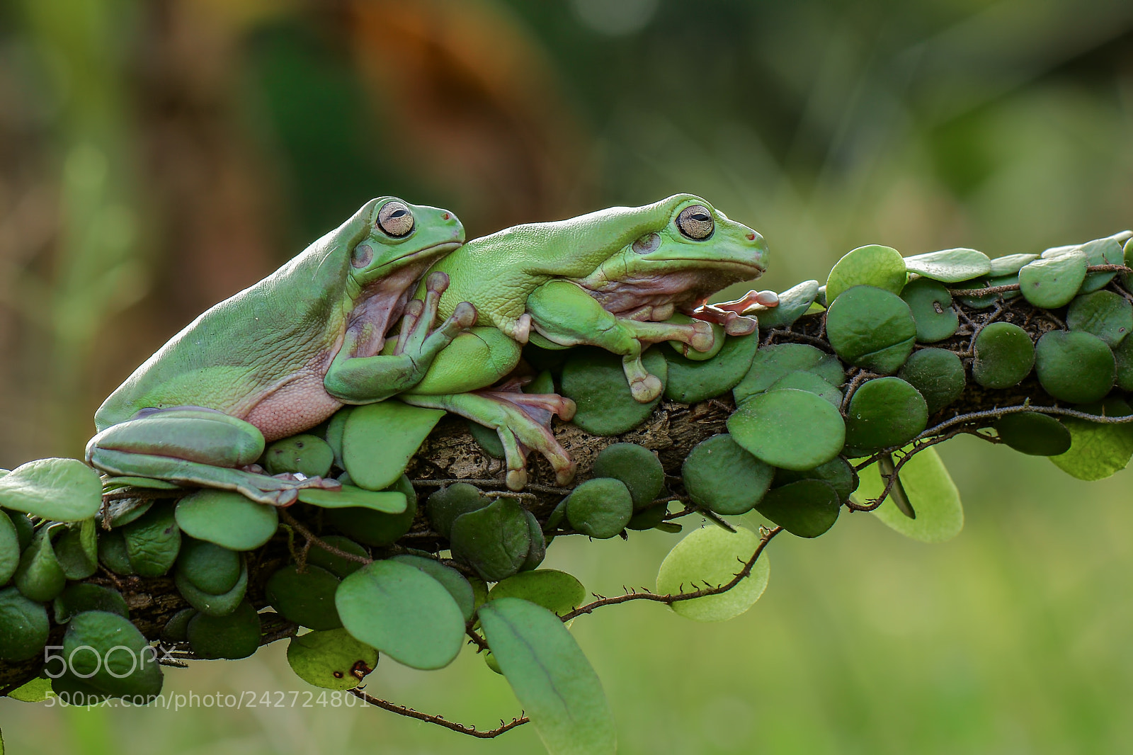 Nikon D7100 sample photo. Dumpyfrog on the leaf photography