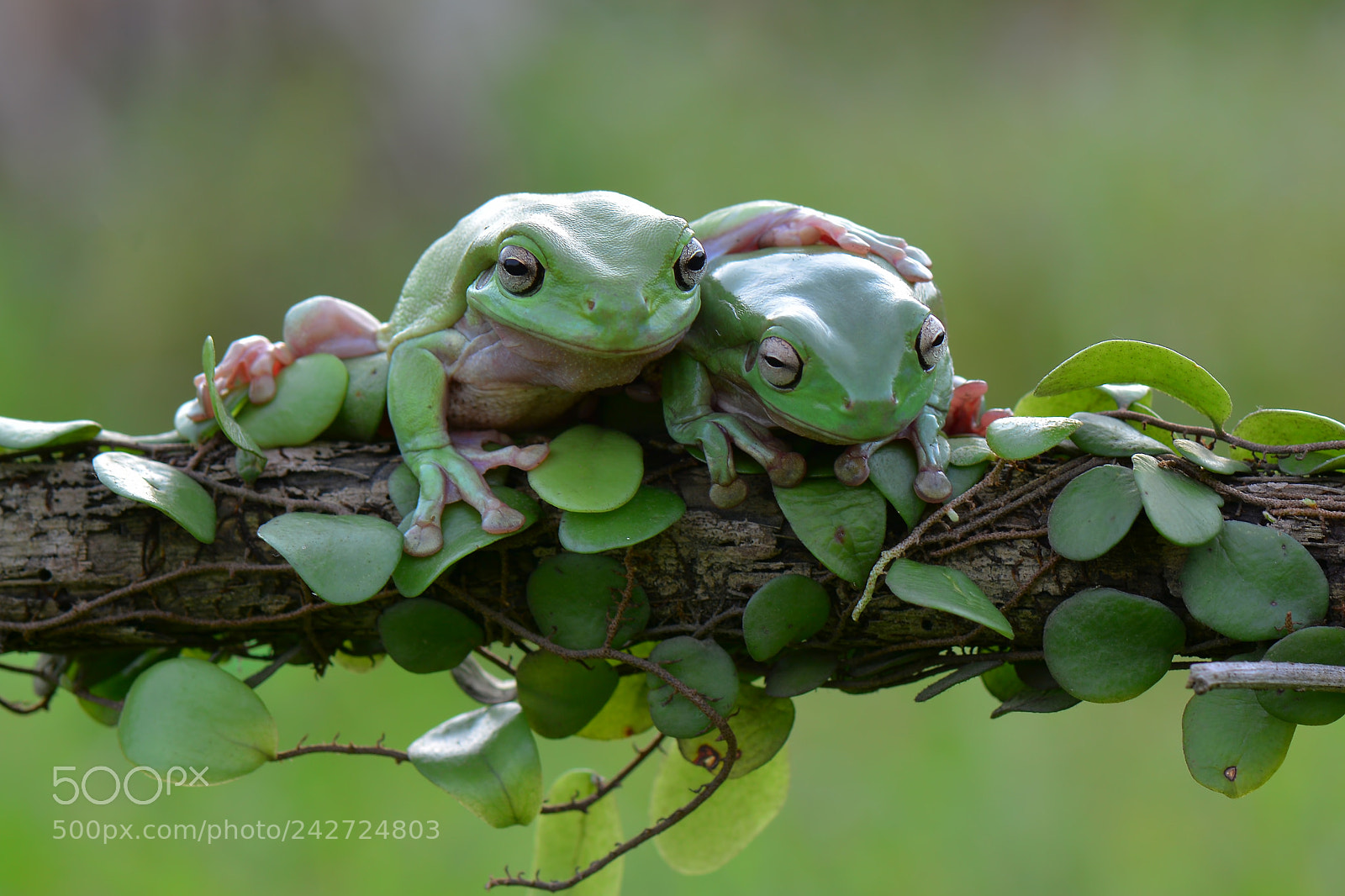 Nikon D7100 sample photo. Dumpyfrog on the leaf photography