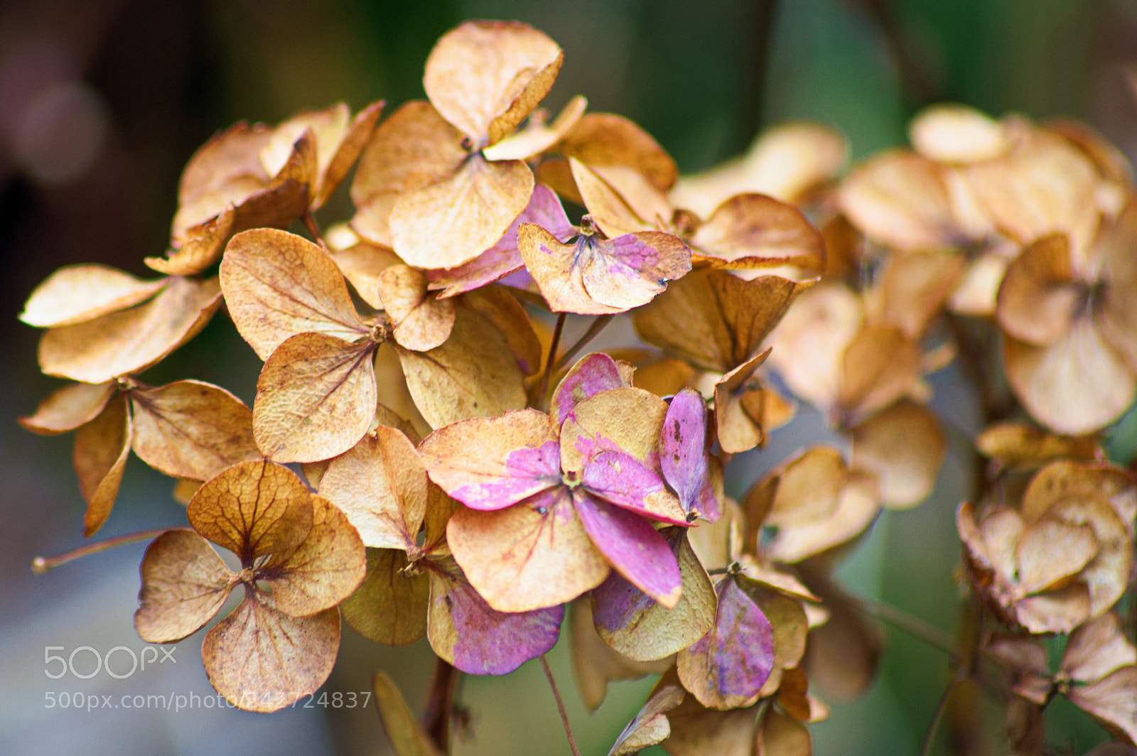 Nikon D3200 sample photo. Hint of pink photography