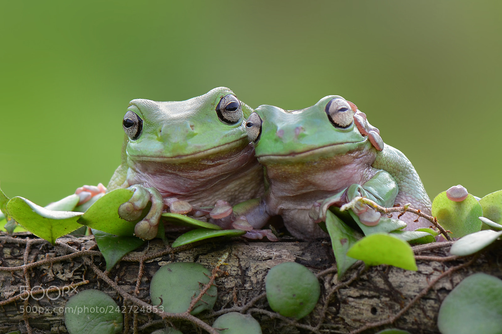 Nikon D7100 sample photo. Dumpyfrog on the leaf photography