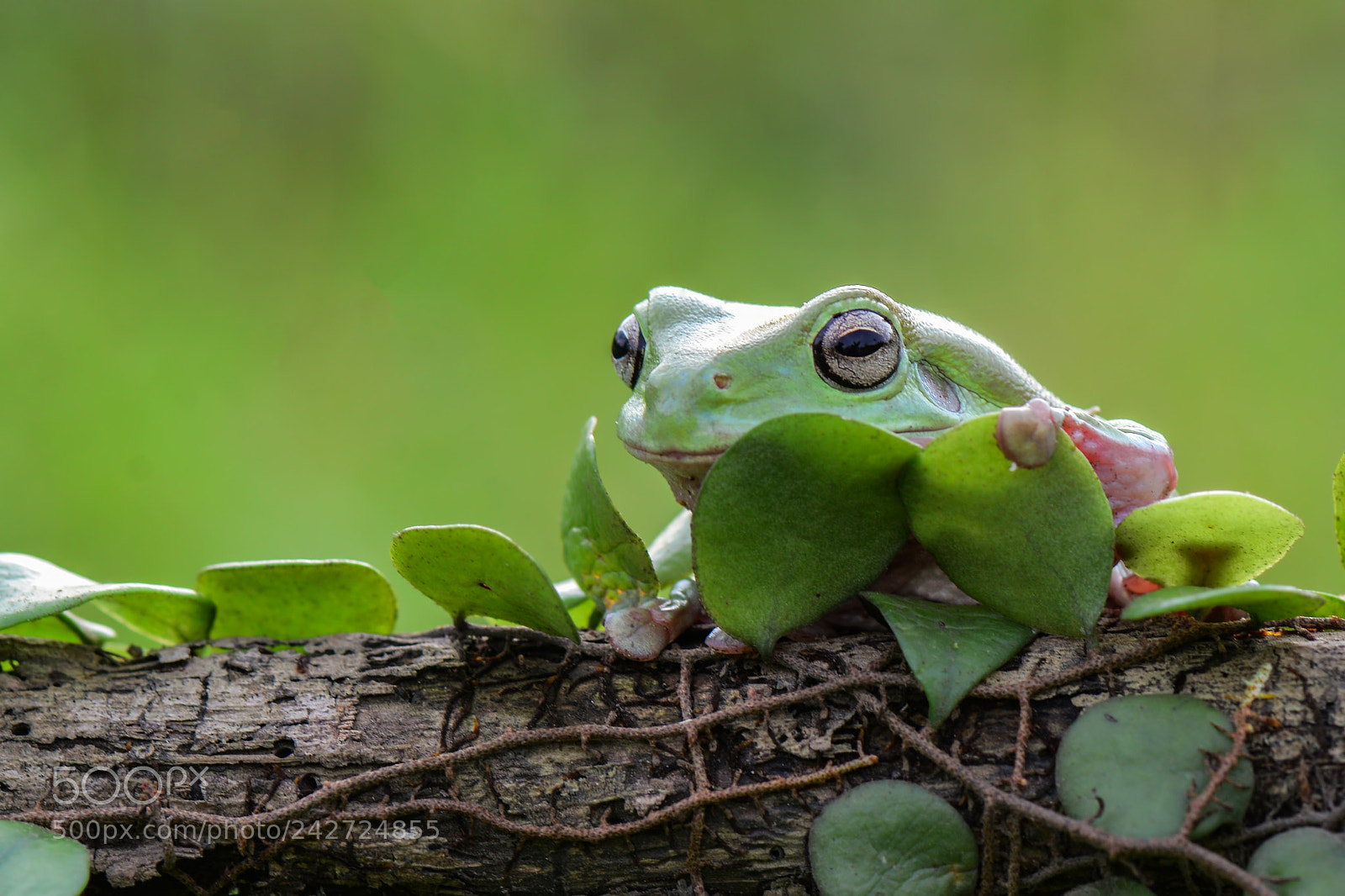 Nikon D7100 sample photo. Dumpyfrog on the leaf photography