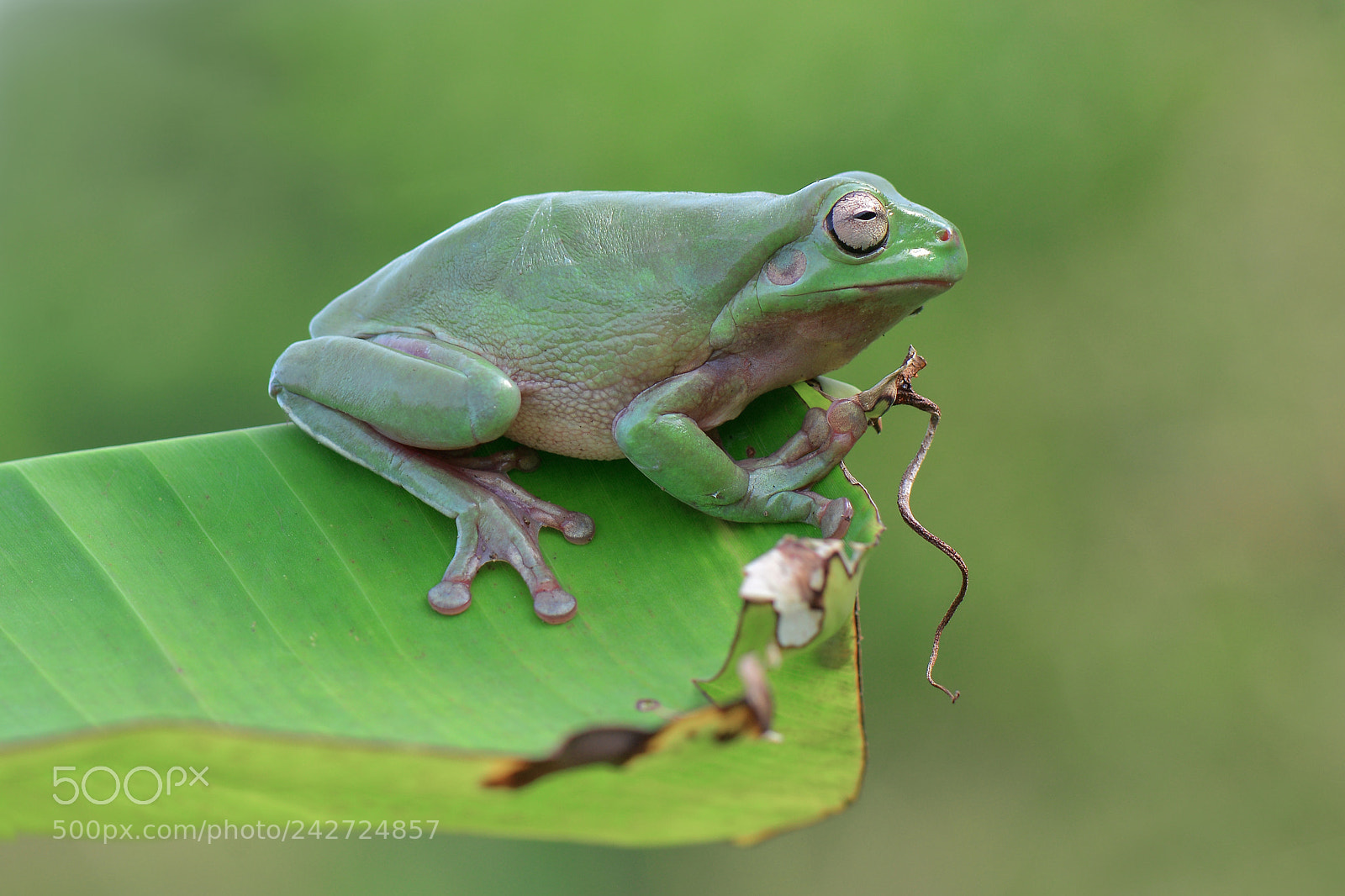Nikon D7100 sample photo. Dumpyfrog on the leaf photography
