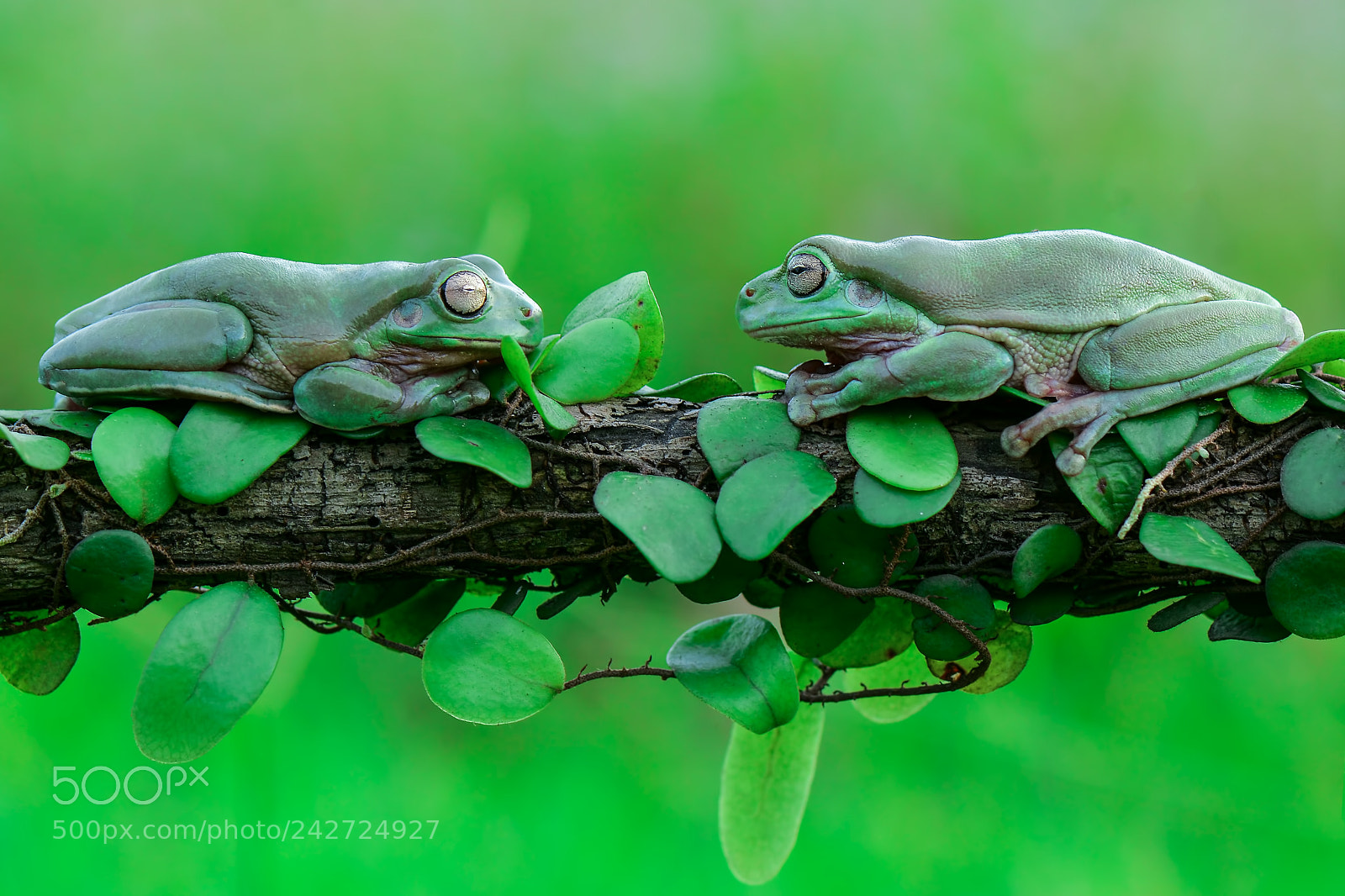 Nikon D7100 sample photo. Dumpyfrog on the leaf photography