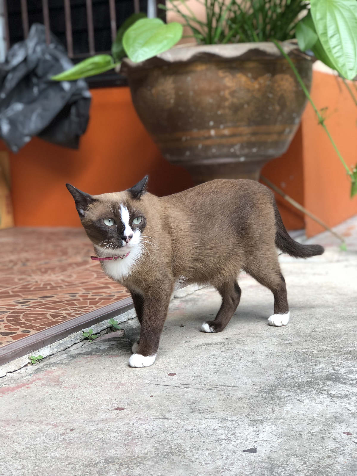 Apple iPhone 8 Plus sample photo. Miss no.7 photography