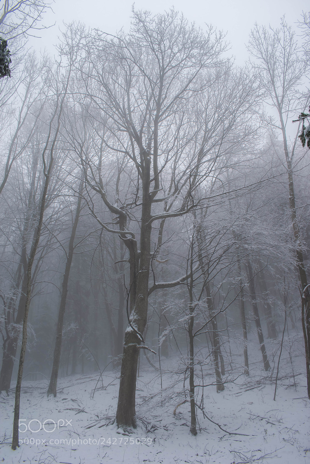 Nikon D5300 sample photo. Misty forest photography