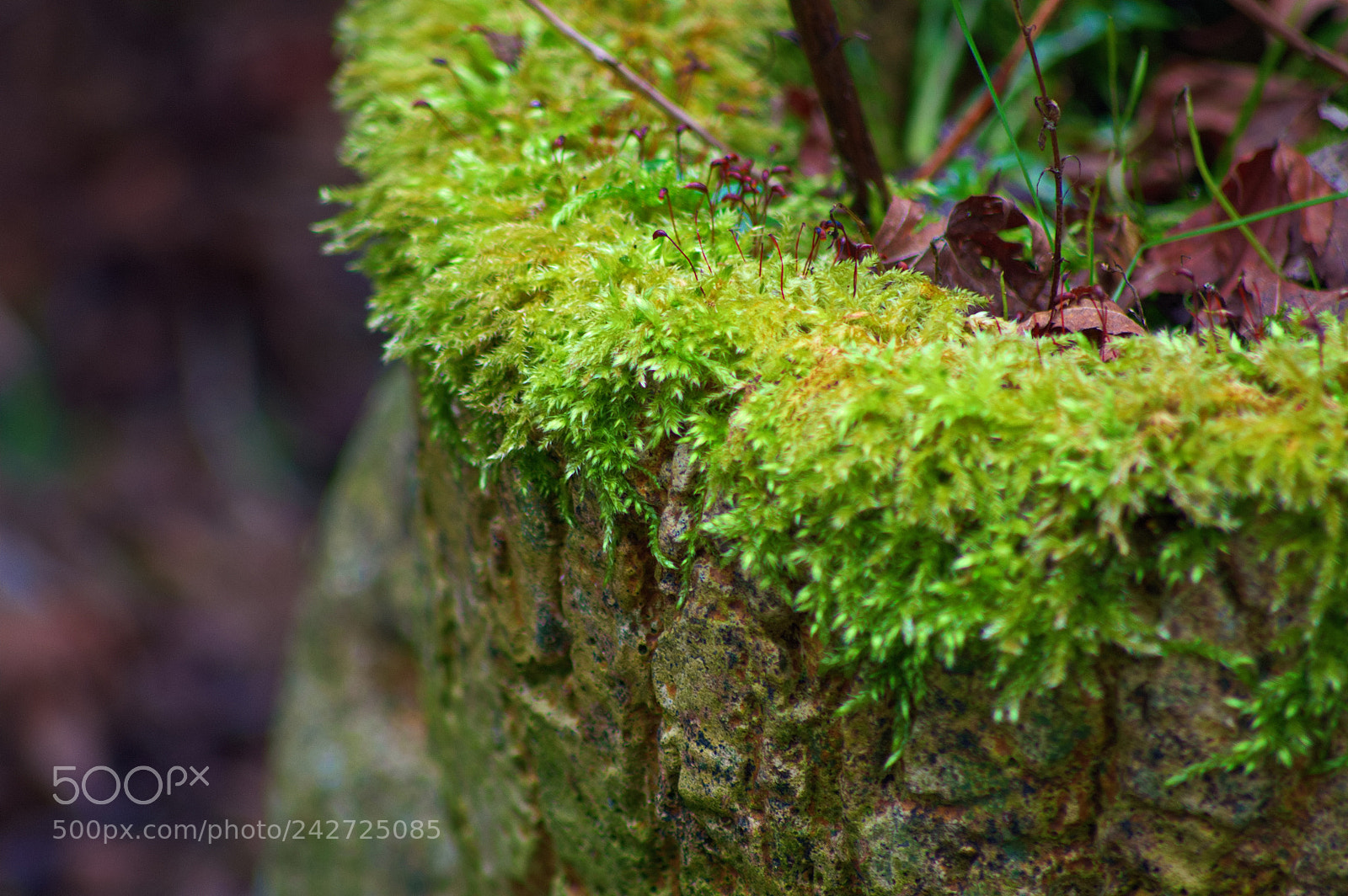 Nikon D3200 sample photo. Moss photography
