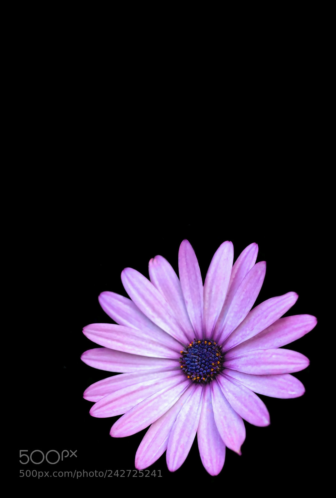 Canon EOS 60D sample photo. Open photography