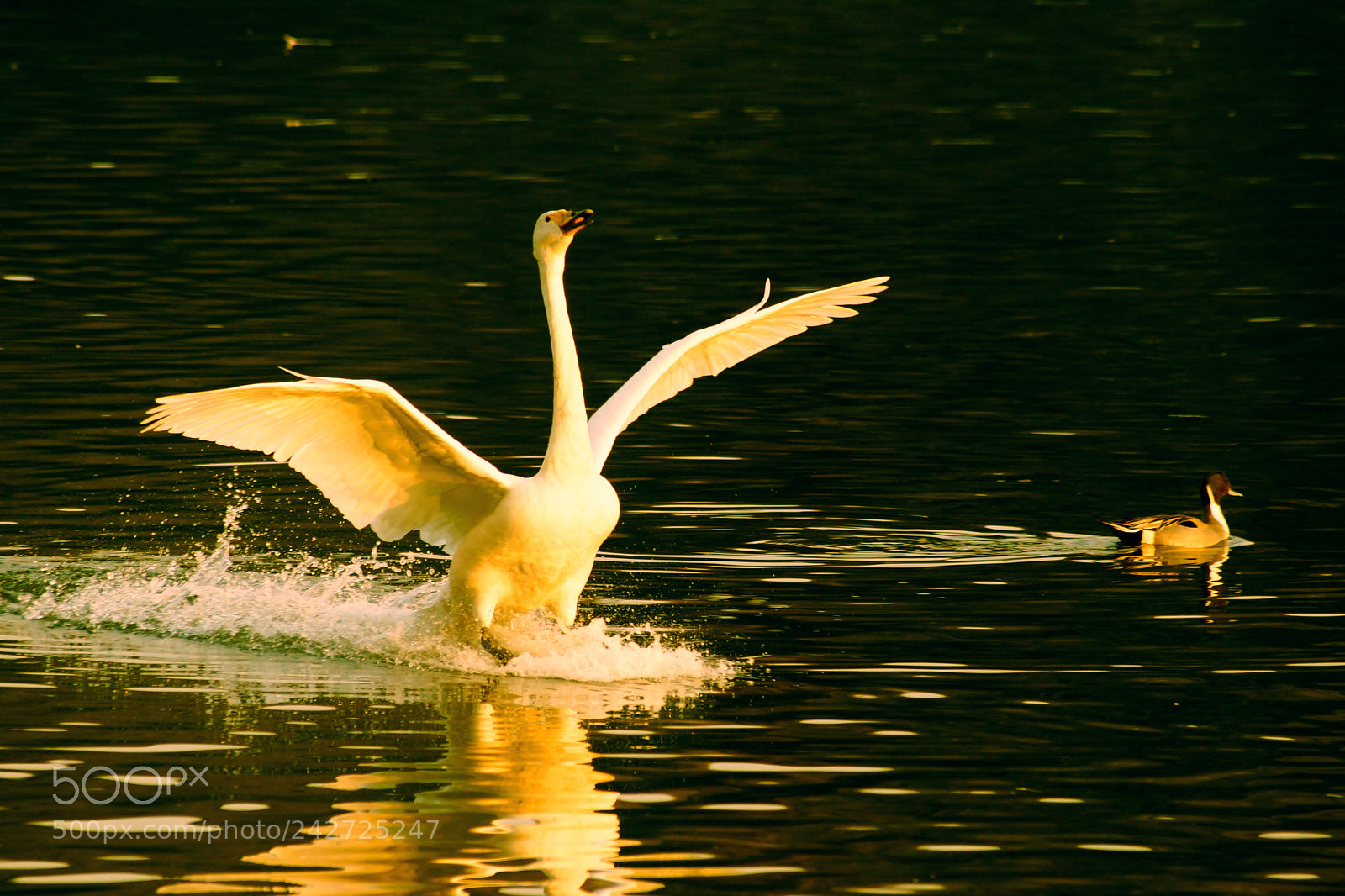 Sony SLT-A77 sample photo. (landing in the sunset) photography