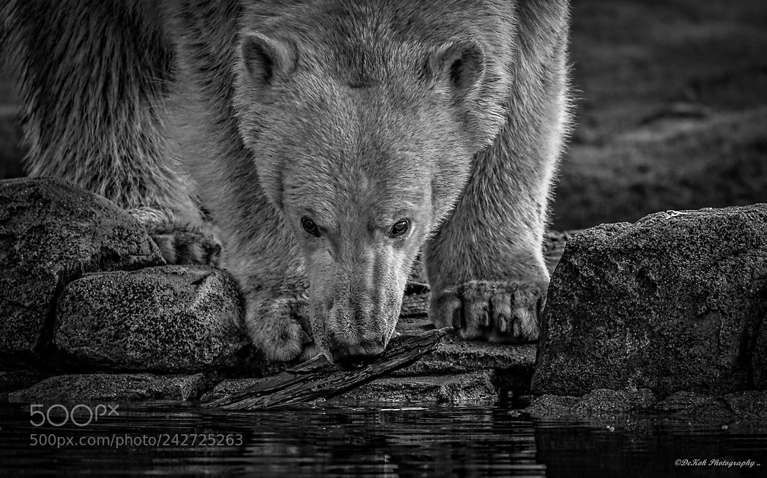 Nikon D500 sample photo. Polar bear in b photography