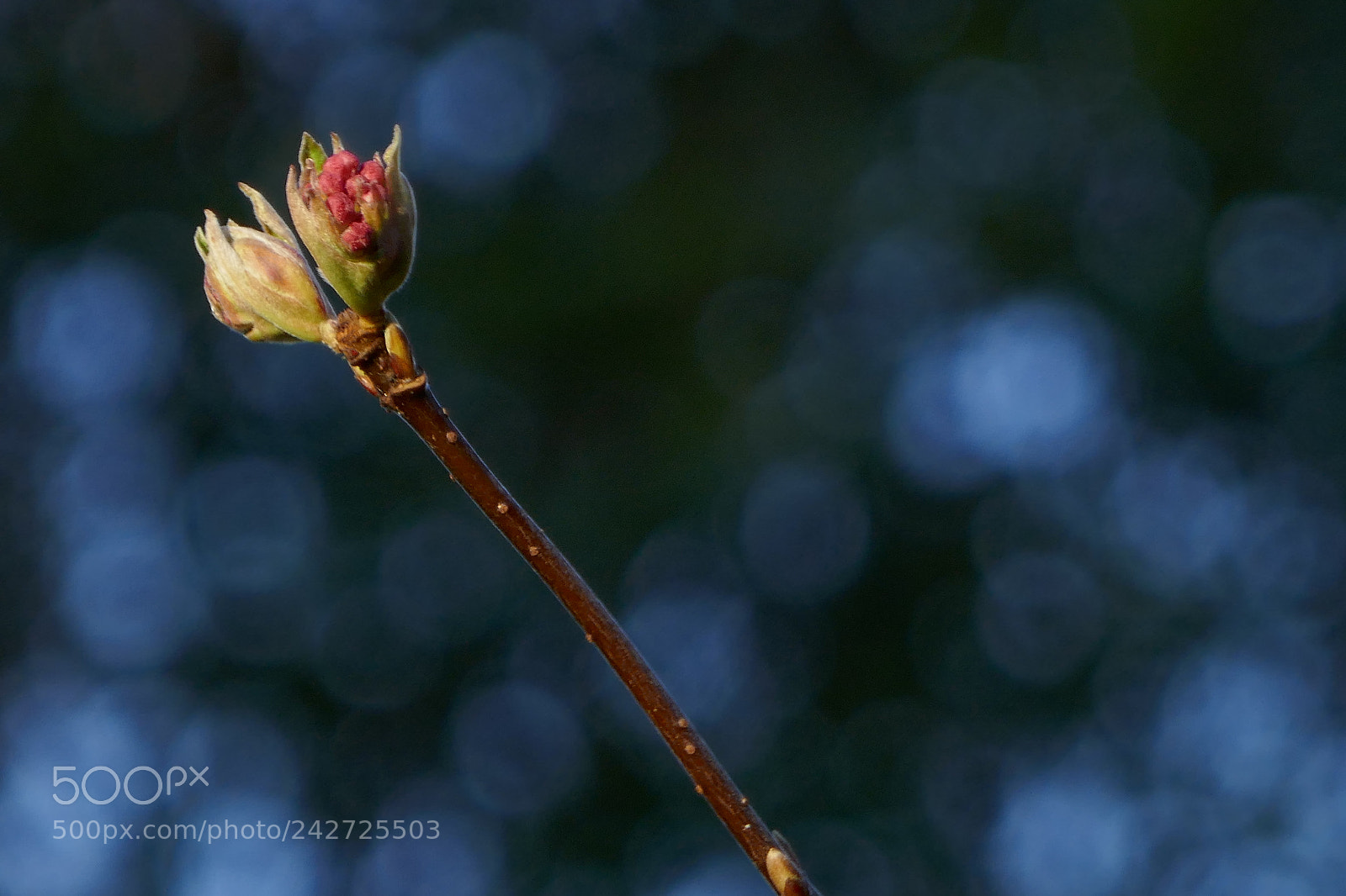 Panasonic Lumix DMC-ZS100 (Lumix DMC-TZ100) sample photo. Pink bud photography