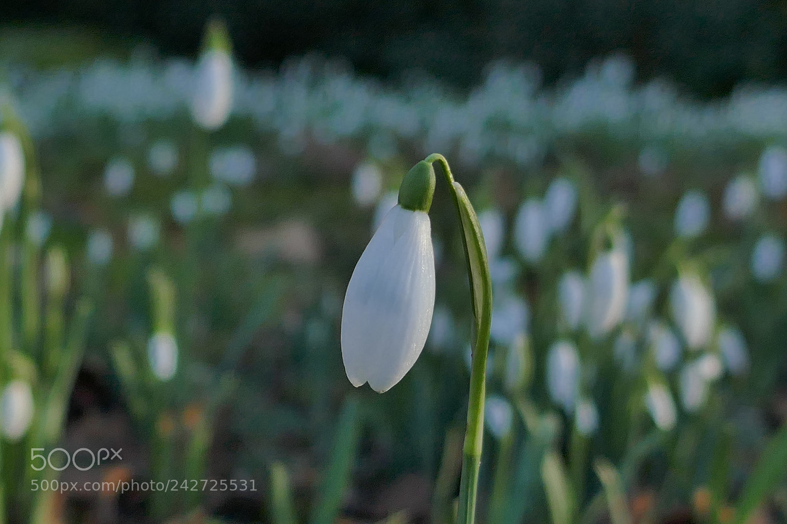 Panasonic Lumix DMC-ZS100 (Lumix DMC-TZ100) sample photo. Snowdrops photography