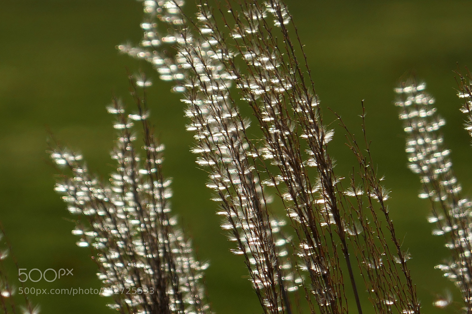 Panasonic Lumix DMC-ZS100 (Lumix DMC-TZ100) sample photo. Grasses in the sunshine photography