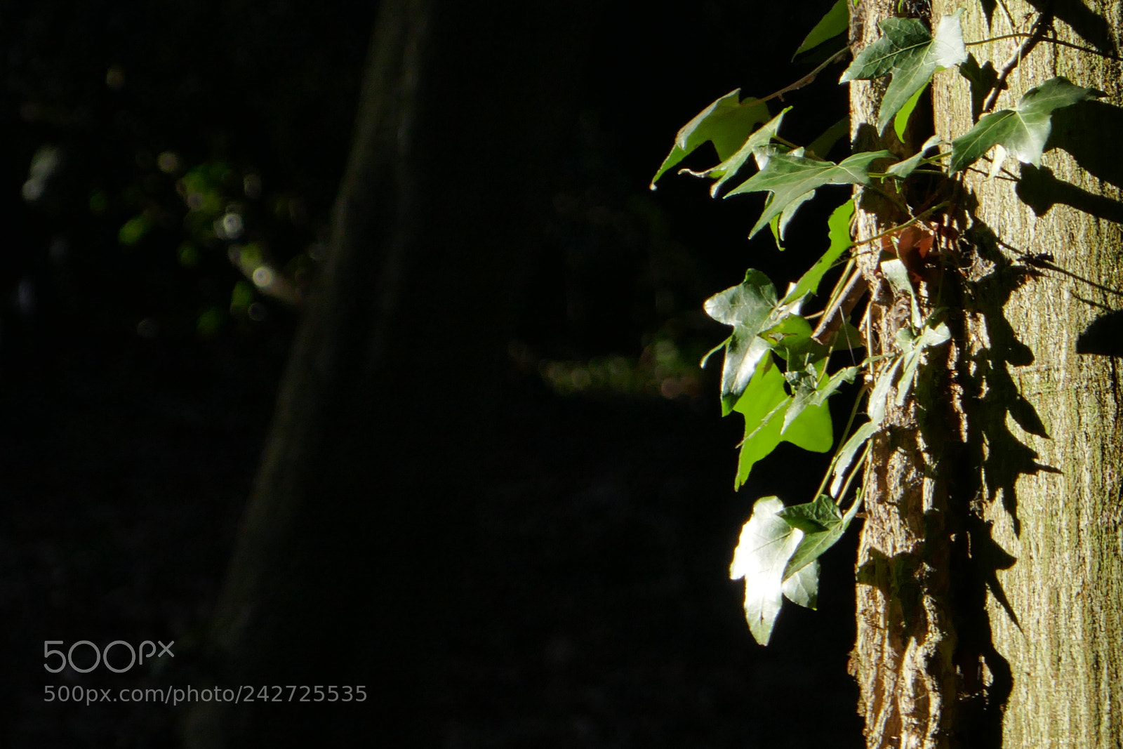 Panasonic Lumix DMC-ZS100 (Lumix DMC-TZ100) sample photo. Tree and ivy photography