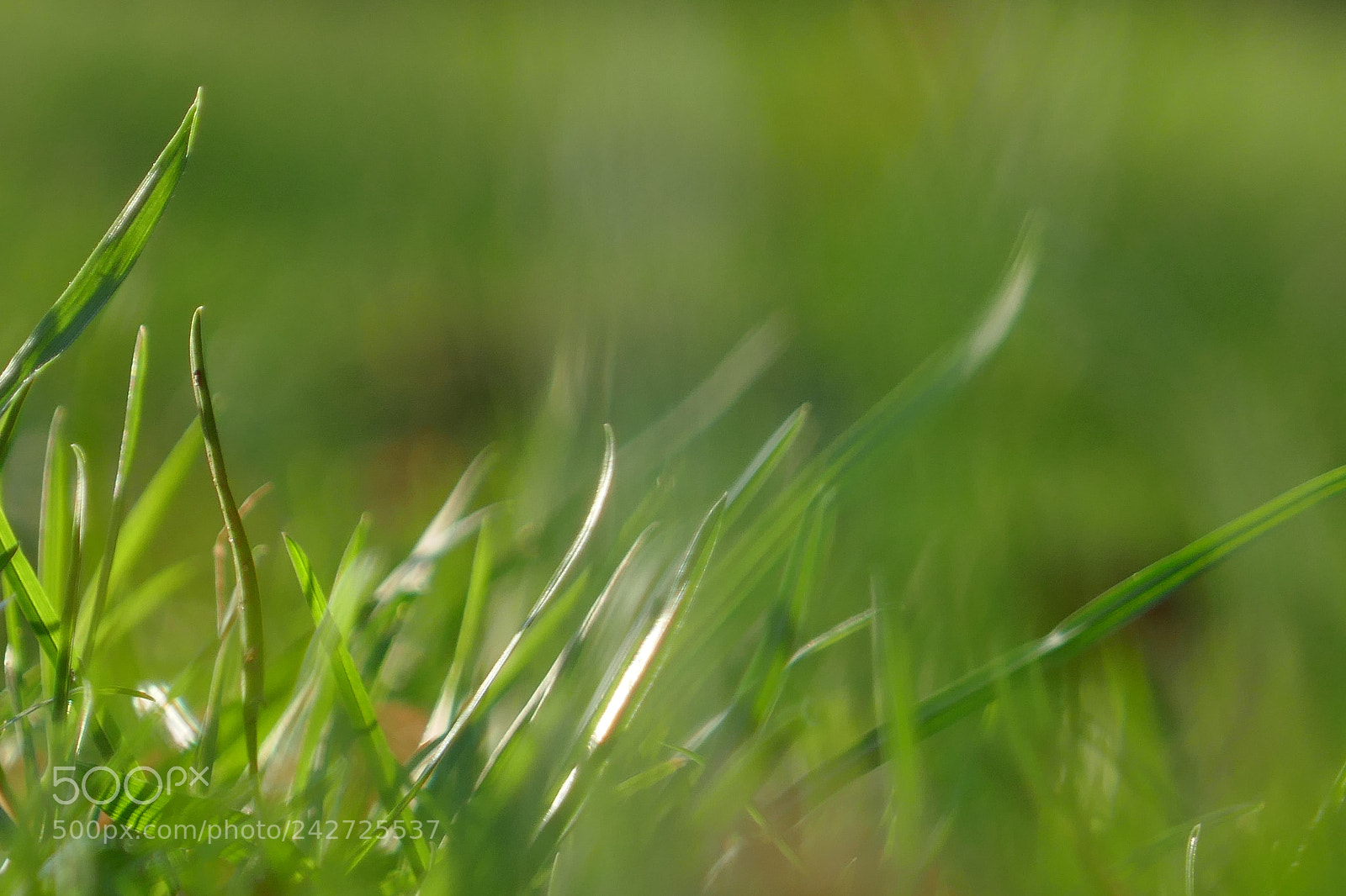 Panasonic Lumix DMC-ZS100 (Lumix DMC-TZ100) sample photo. Close-up of grass photography