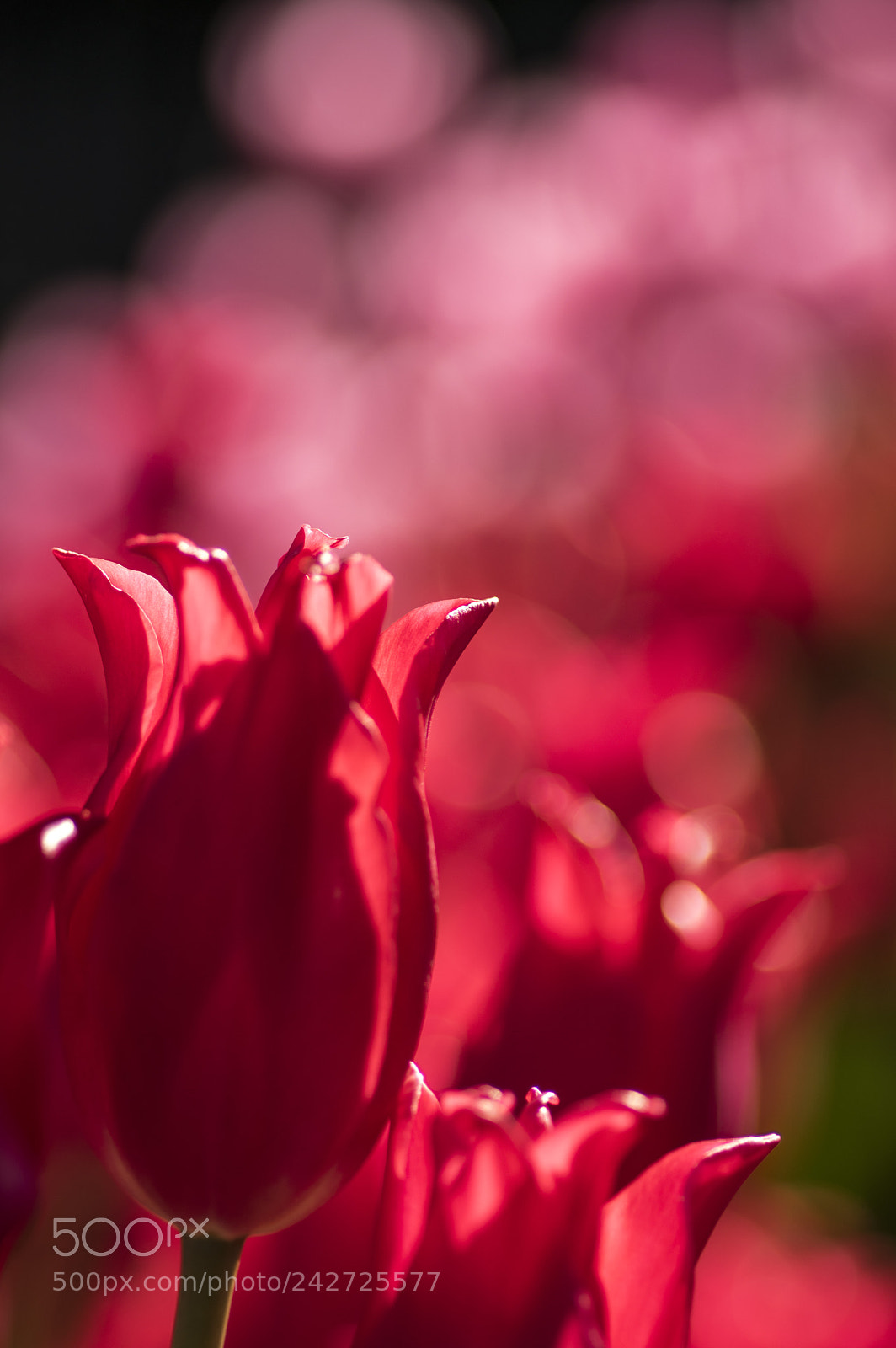 Pentax K-3 sample photo. Winter tulip photography