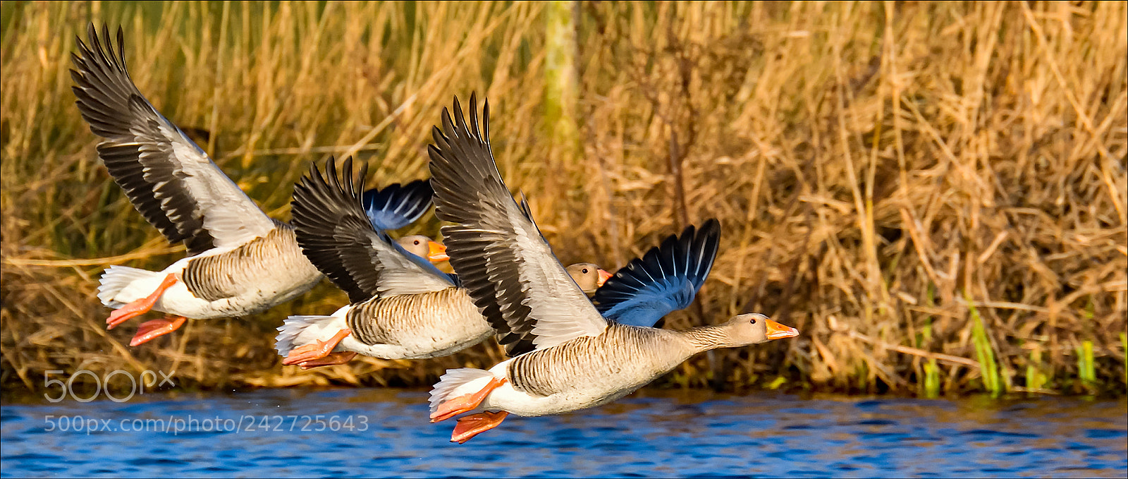 Nikon D500 sample photo. Take off photography