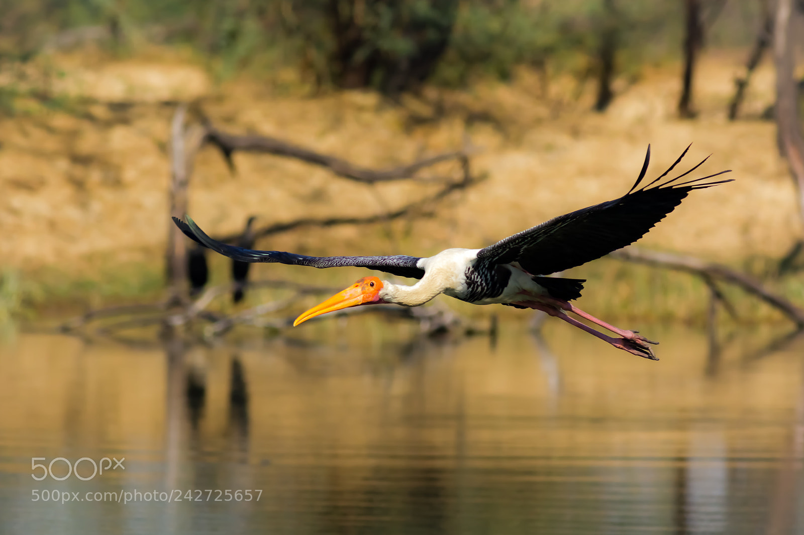 Canon EOS 550D (EOS Rebel T2i / EOS Kiss X4) sample photo. Painted stork photography