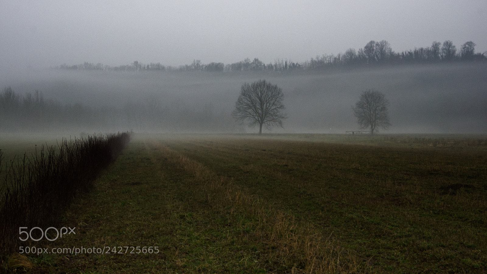 Pentax K-5 sample photo. Fog photography