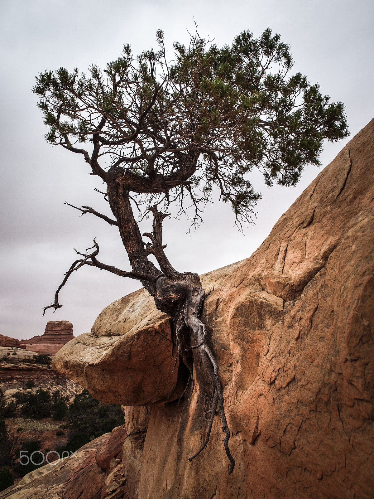 Olympus E-600 (EVOLT E-600) sample photo. Pinion pine - canyonlands national park photography