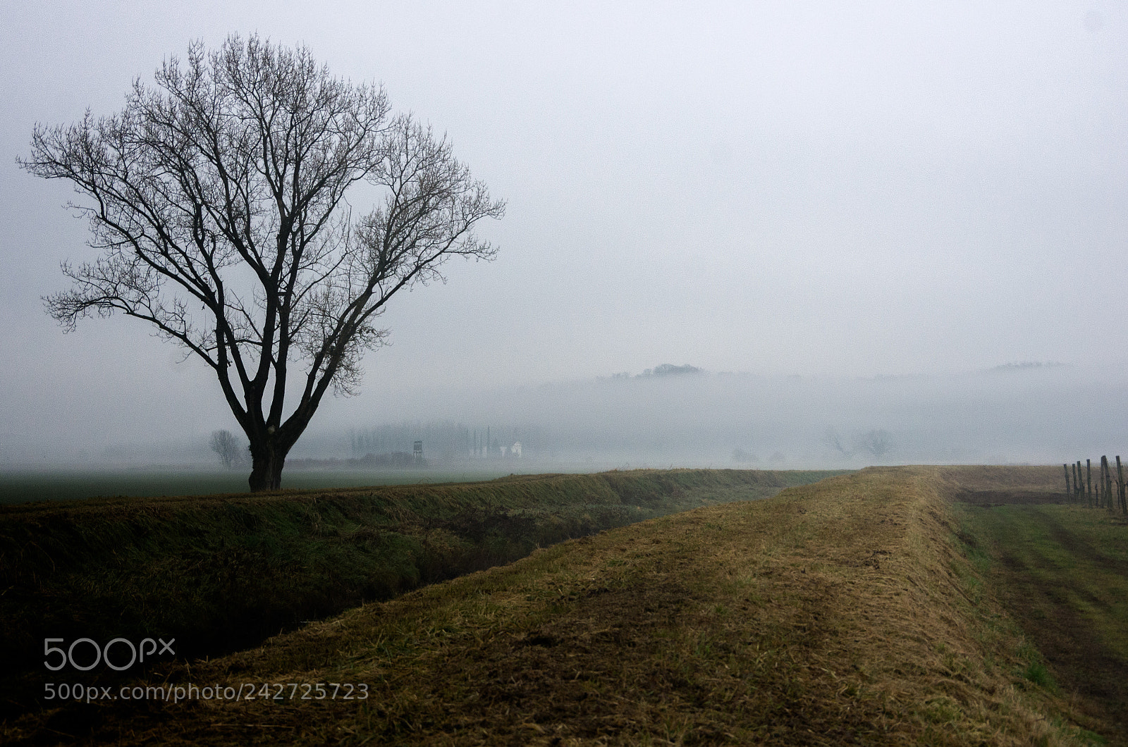 Pentax K-5 sample photo. Fog photography