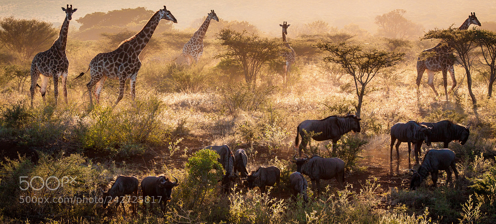 Canon EOS 50D sample photo. This is africa! photography