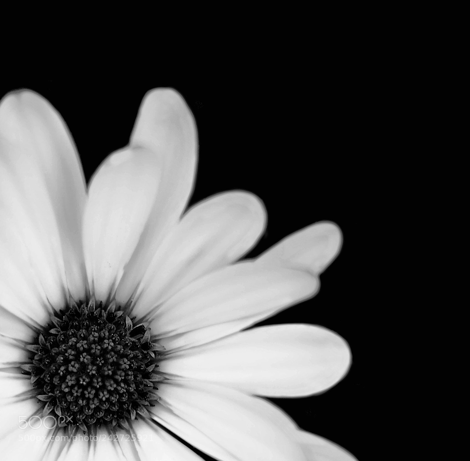 Canon EOS 60D sample photo. White fantasy (crop) photography