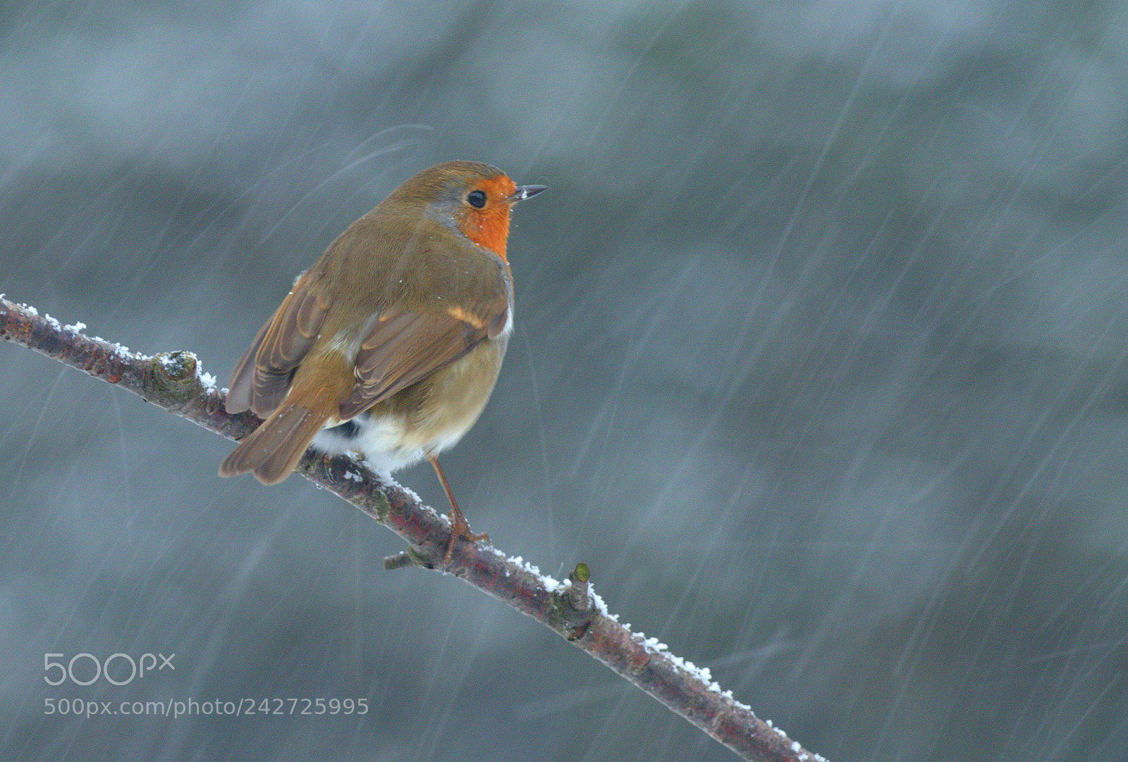 Canon EOS 7D Mark II sample photo. Snowy robin photography
