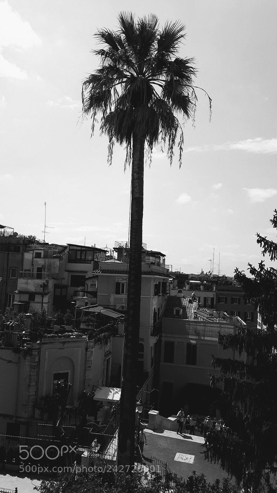 Samsung Galaxy S5 Neo sample photo. Palmera urbana photography
