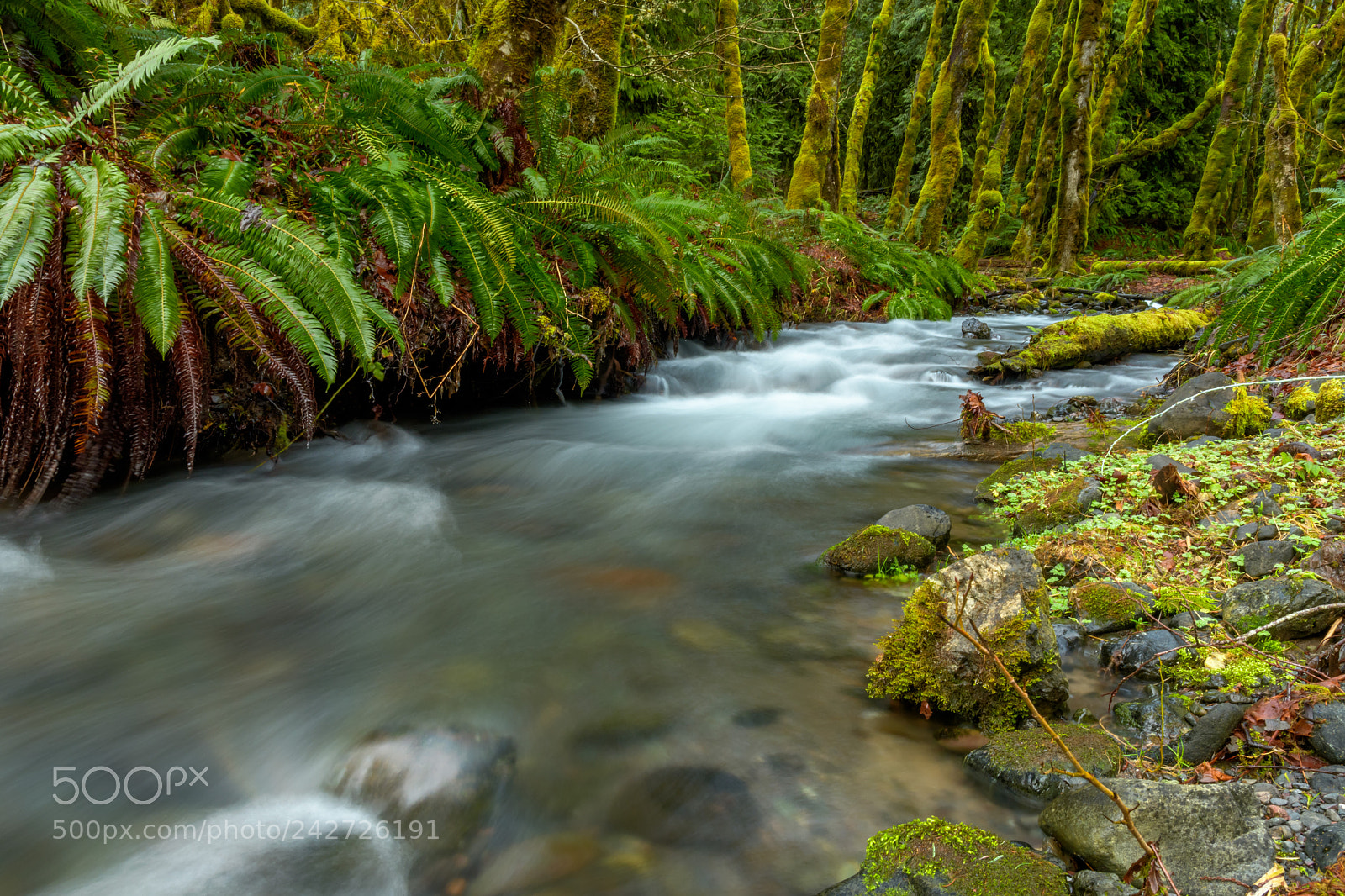 Nikon D500 sample photo. Griff creek photography