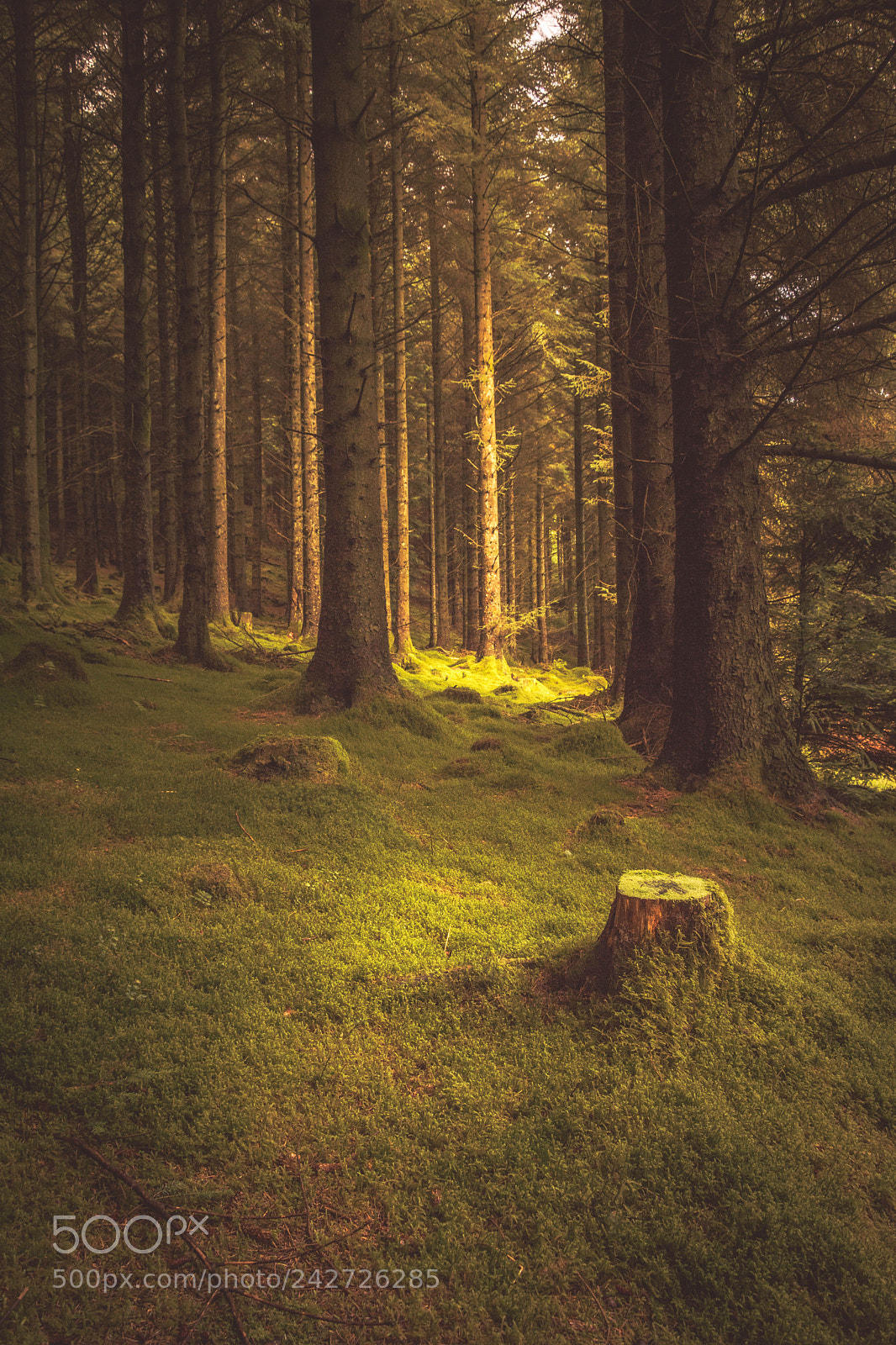 Nikon D7200 sample photo. Whinlatter forrest photography