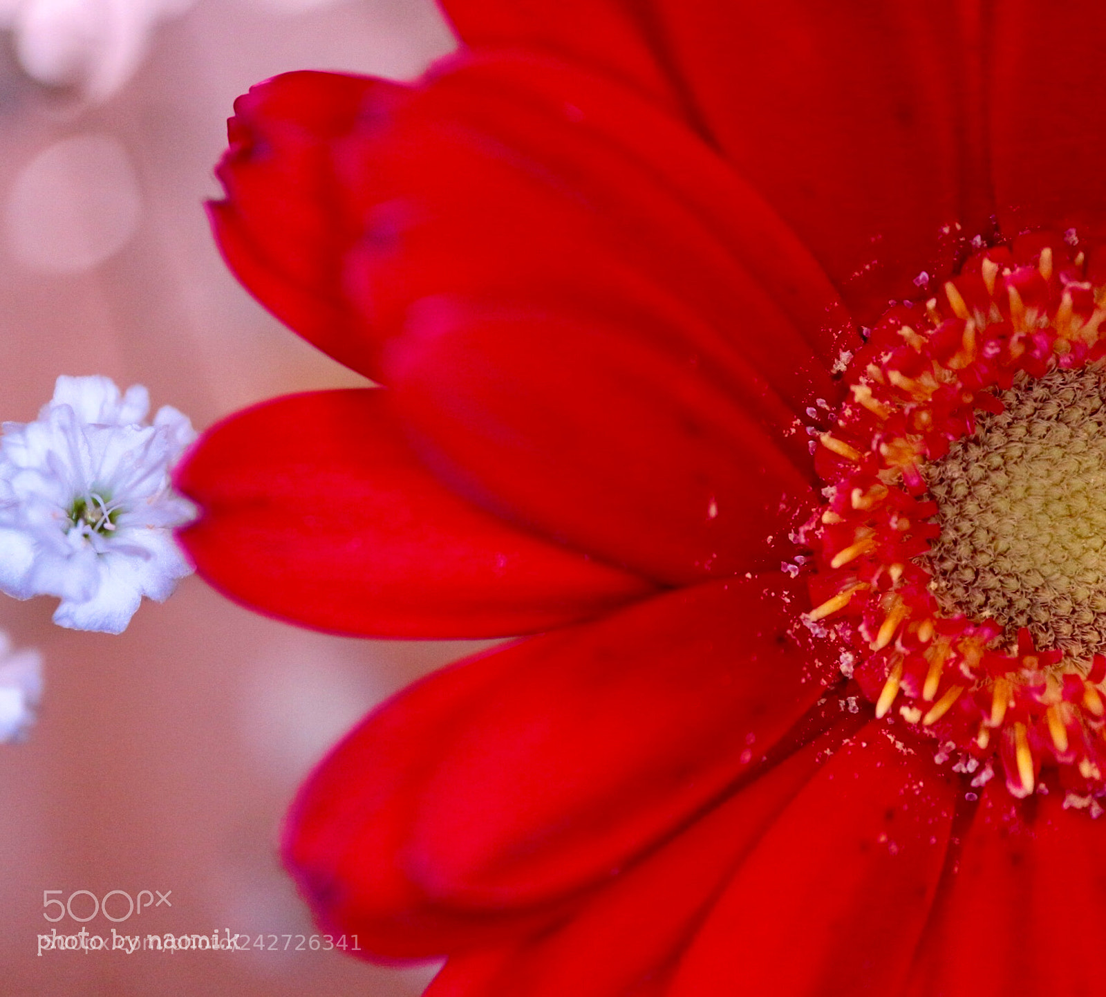 Canon EOS M10 sample photo. Gerbera photography