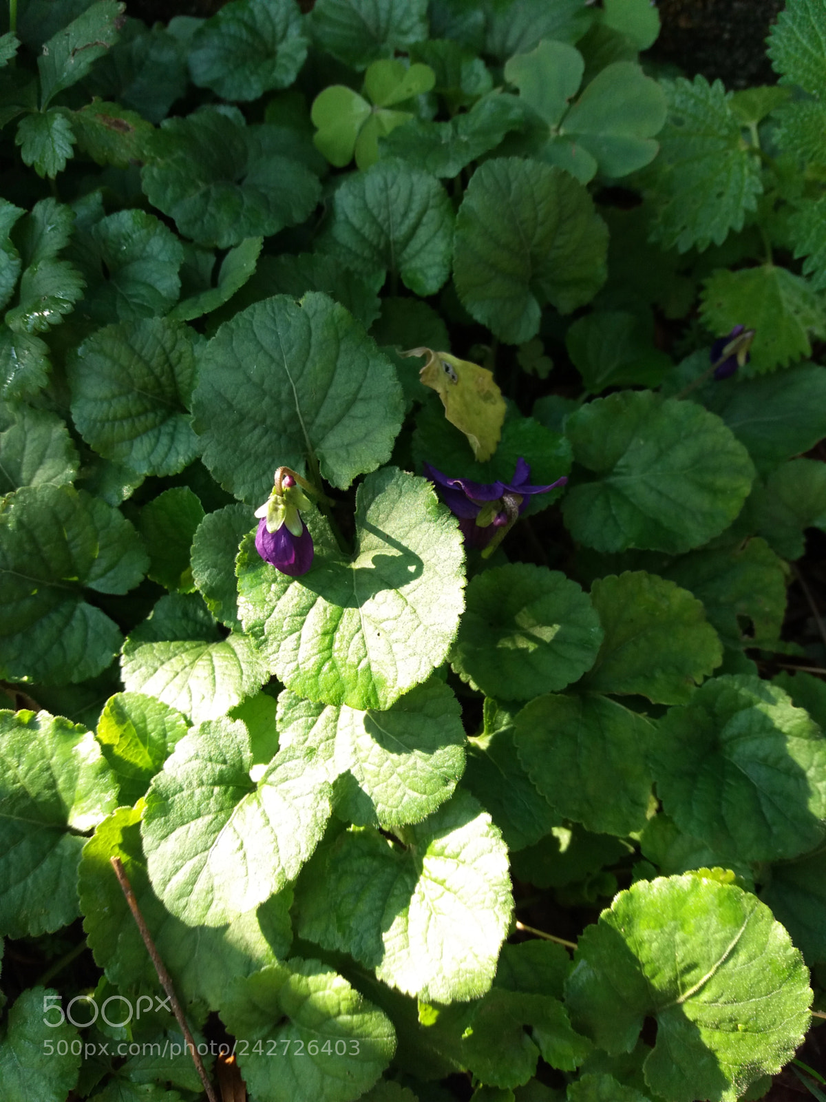 Samsung Galaxy J5(2016) sample photo. Le prime violette photography