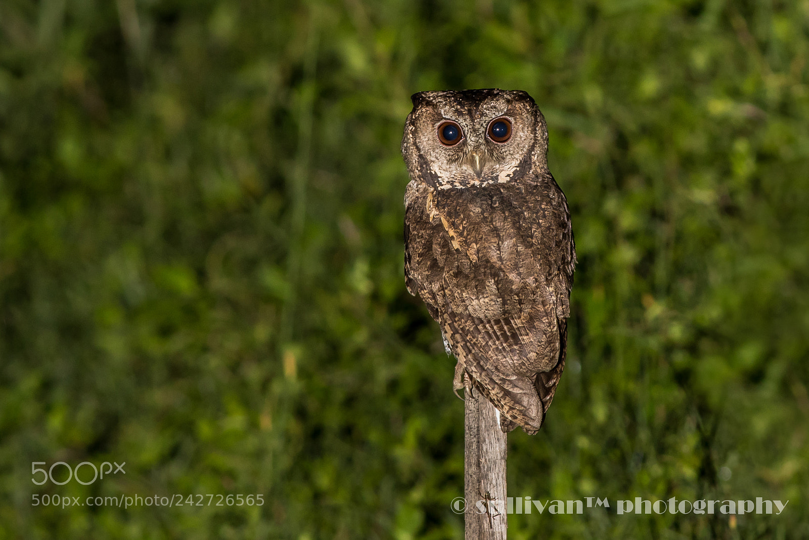 Canon EOS 7D Mark II sample photo. Collared scops owl photography