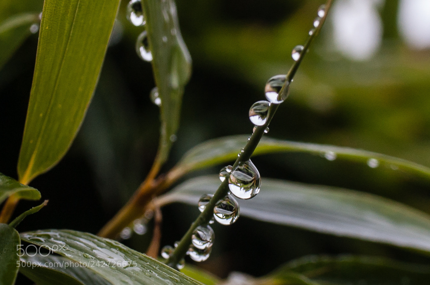 Nikon D40 sample photo. Droplets on bamboo leafs photography
