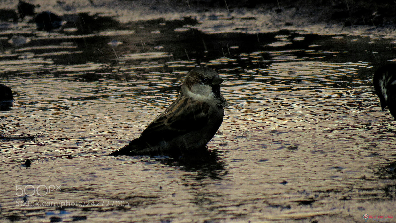 Canon PowerShot SX60 HS sample photo. Pose photography