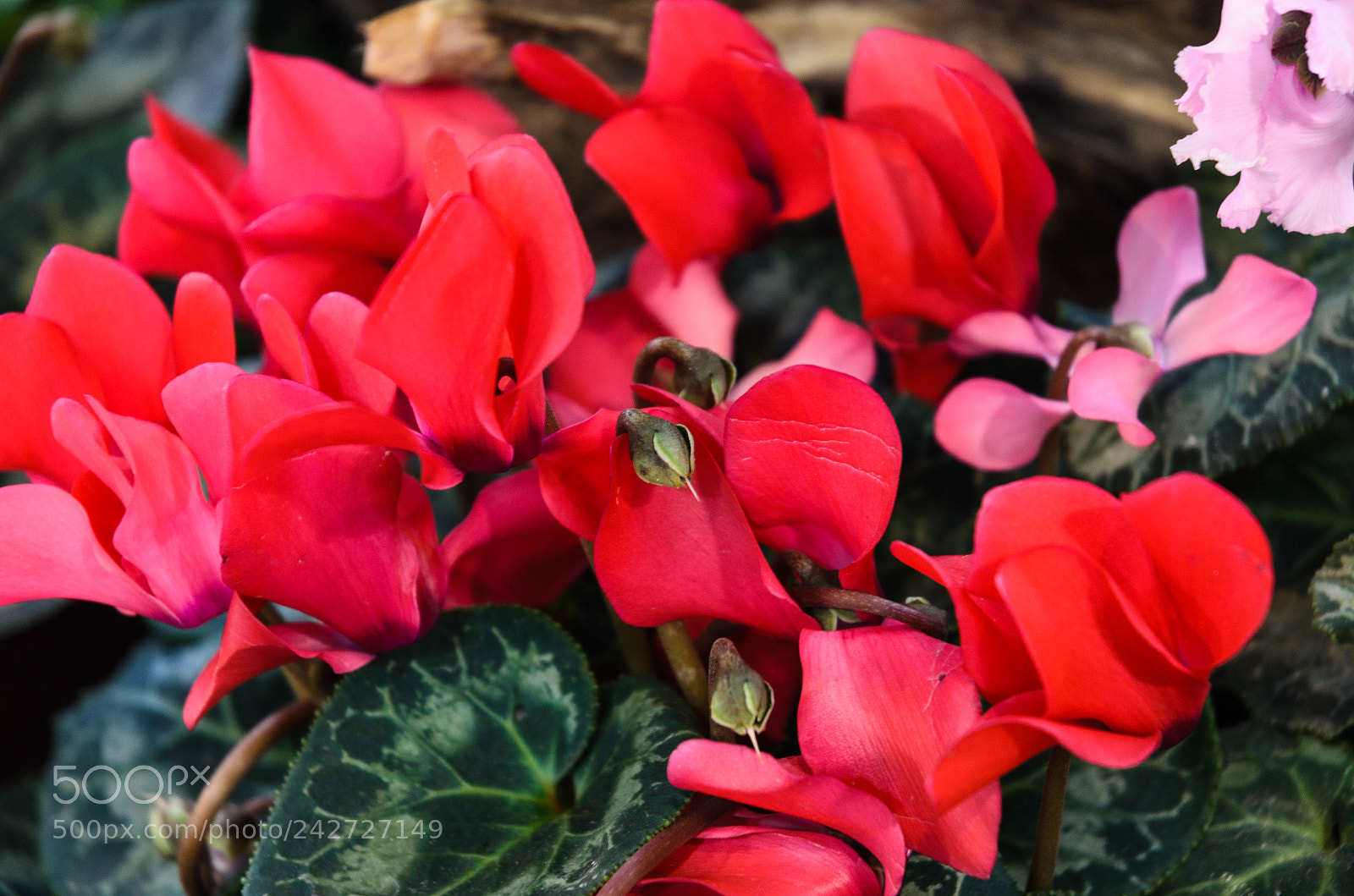 Nikon D5100 sample photo. 270 photography