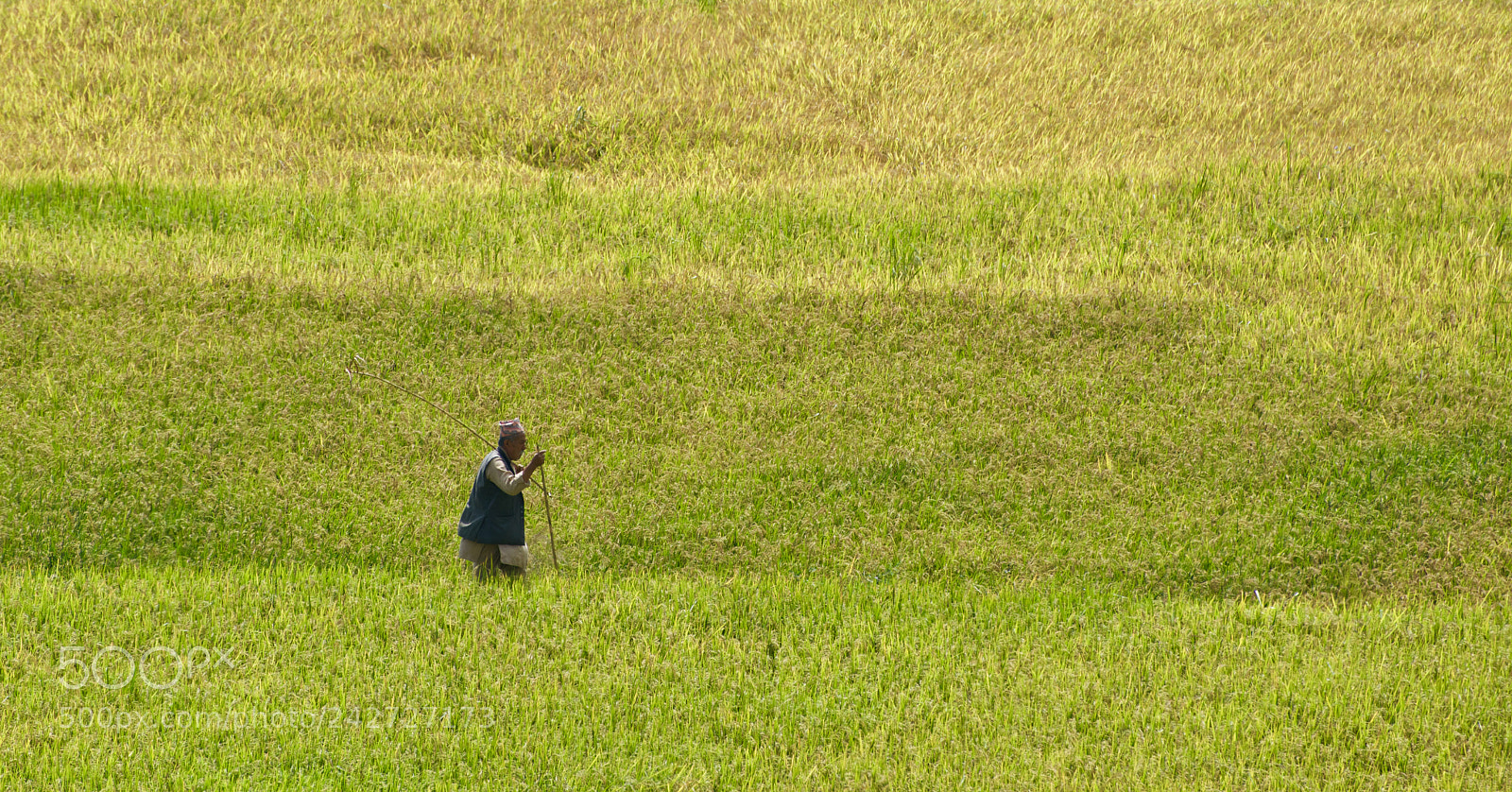 Nikon D7100 sample photo. Time before harvesting. photography