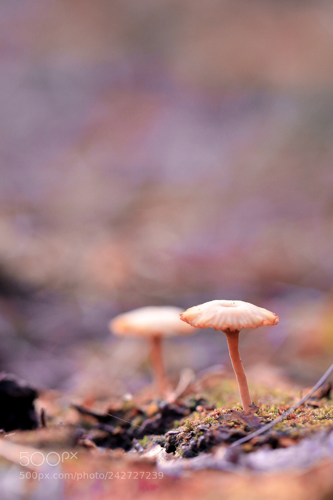 Canon EOS 70D sample photo. Little mushroom photography