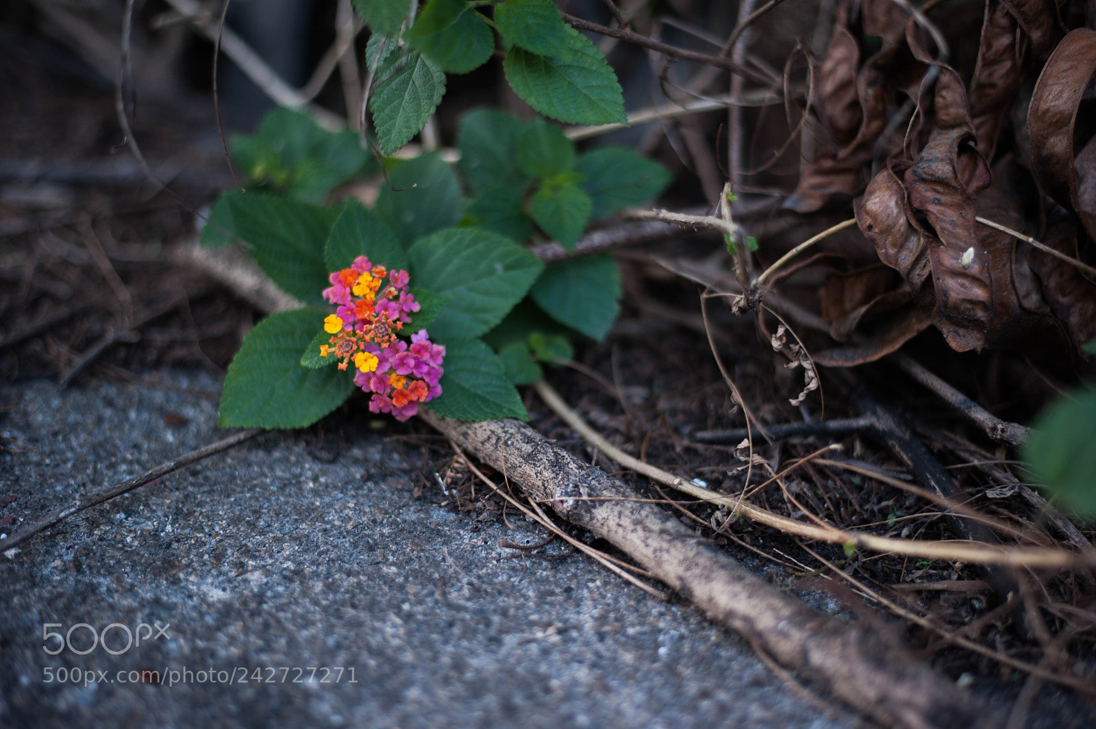 Nikon D700 sample photo. Stone flower photography