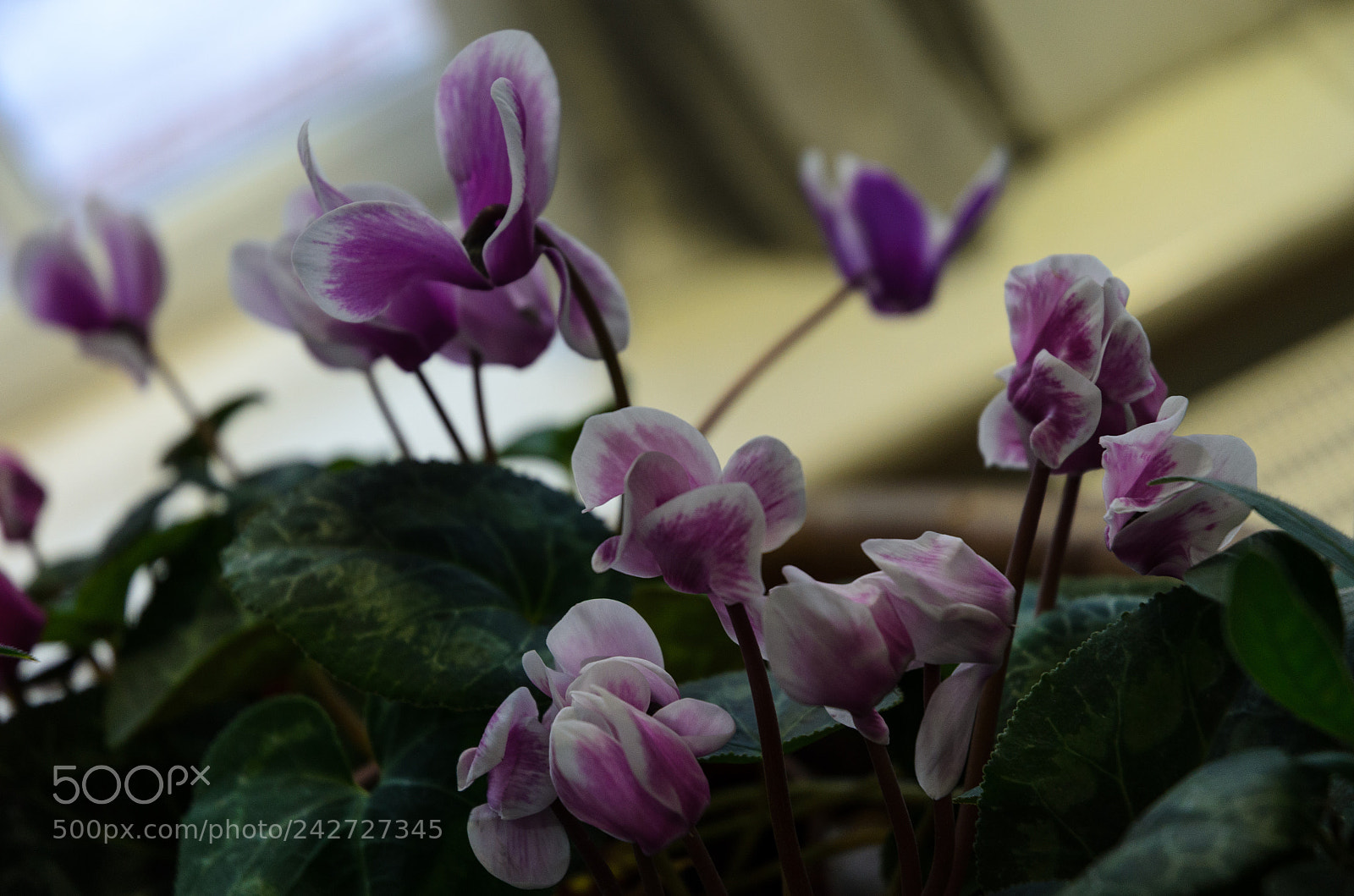 Nikon D5100 sample photo. 271 photography
