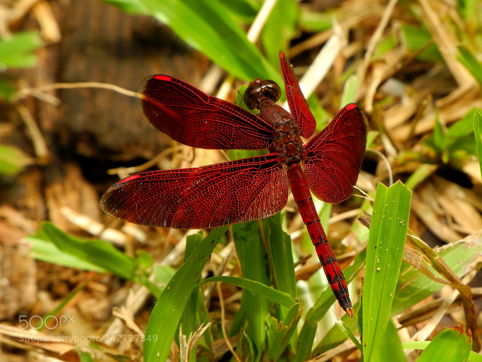 Nikon Coolpix P7100 sample photo. Neurothemis fluctuans photography