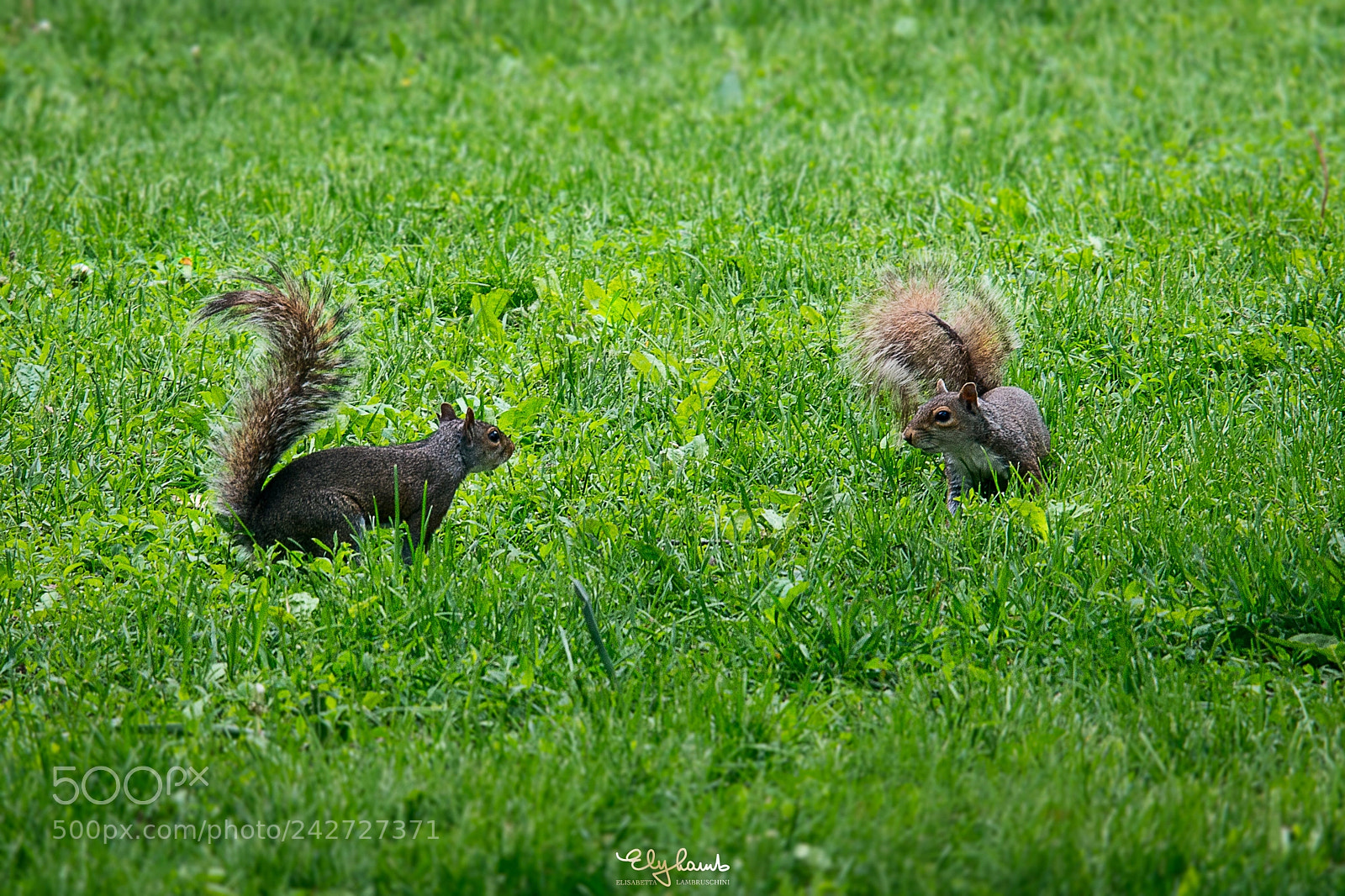 Nikon D800 sample photo. Playing in the field photography