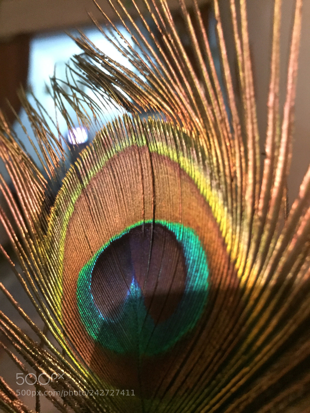 Apple iPhone 6 sample photo. Random captures  photography