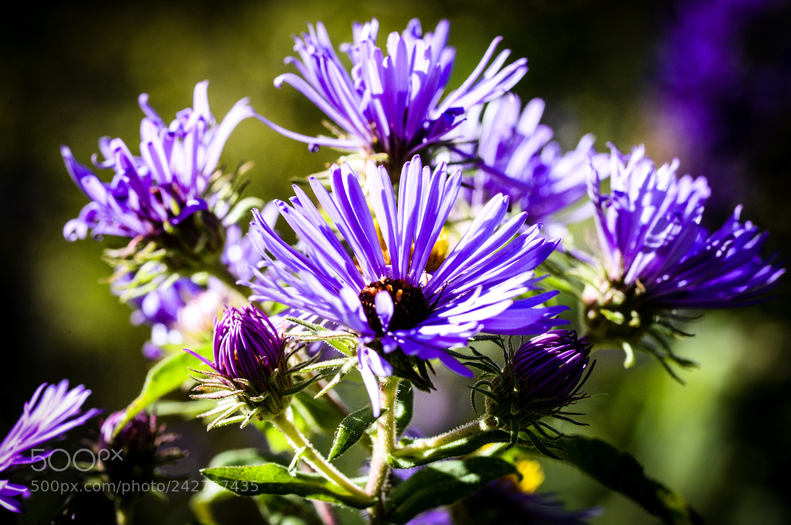 Nikon D600 sample photo. Untitled photography